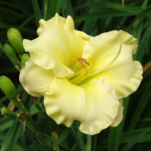Hemerocallis Kewaunee